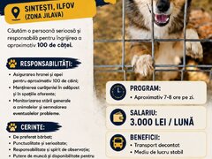 Ingrijitor pentru adapost catei